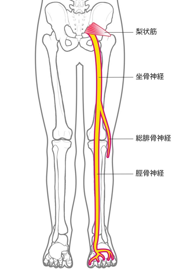 坐骨神経